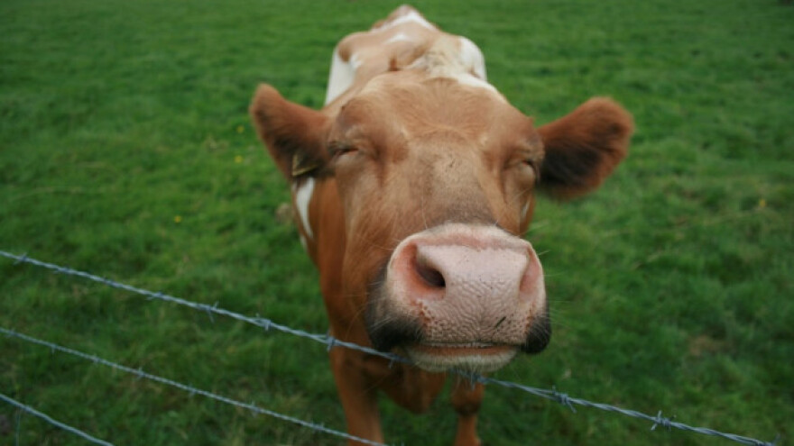 Studija: Šta izaziva stres kod goveda?