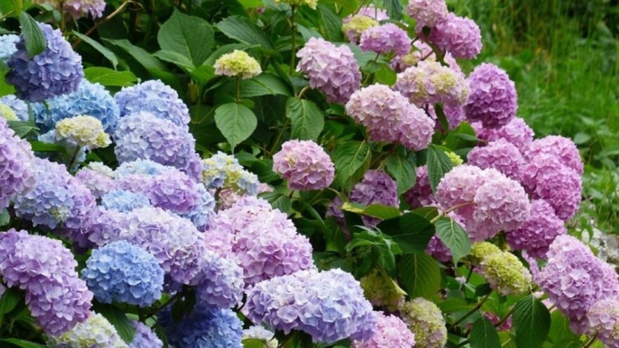 Kako promeniti boju cvetova hortenzije?