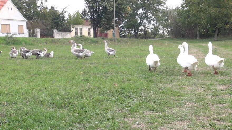 Uzgoj gusaka - isplativ i dobar izbor