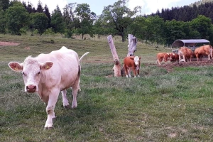 Srednjoškolci brinu o 55 grla u sustavu krava-tele, uzgojili i sedam rasplodnih bikova