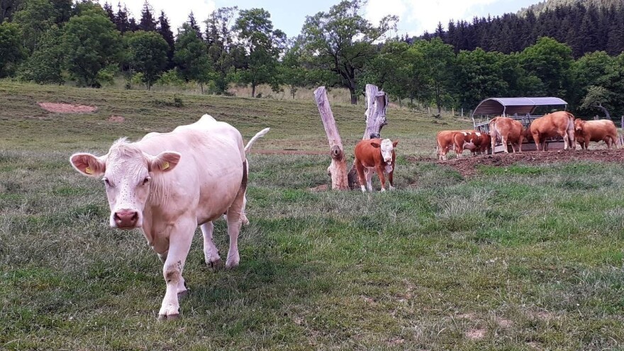 Srednjoškolci brinu o 55 grla u sustavu krava-tele, uzgojili i sedam rasplodnih bikova