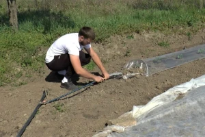 Čeka se rod luka i krastavca, proizvođači se nadaju dobrom kvalitetu