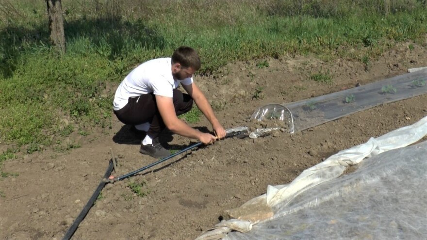 Čeka se rod luka i krastavca, proizvođači se nadaju dobrom kvalitetu