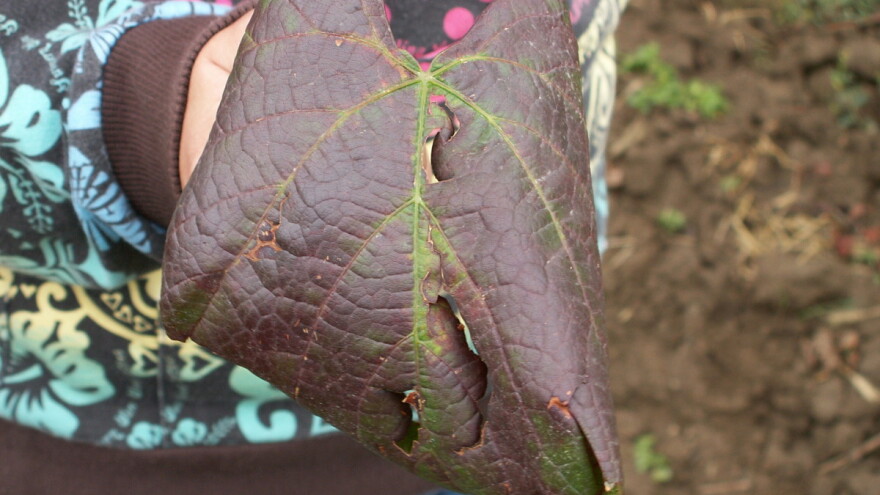 Vreme je za prvi tretman suzbijanja cikade koja dovodi do zlatastog žutila vinove loze