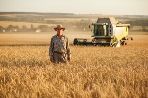 Sremci spremni za žetvu pšenice!