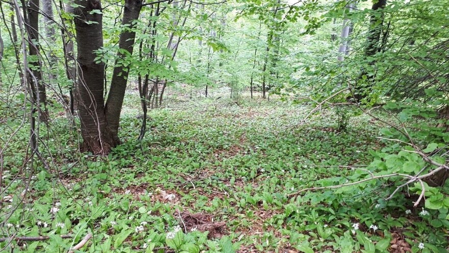 Sremuš na Suvoj planini mamio berače, ali rod podbacio