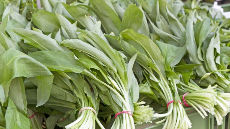 Uzgoj srijemuša kod nas ima dobre proizvodne šanse