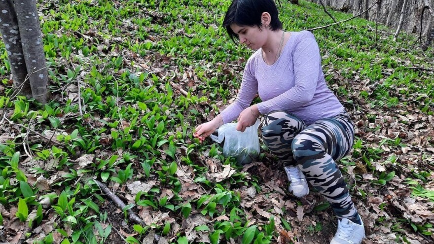 U Sremu više ne možete da berete sremuš, a kantarion nigde u Srbiji?