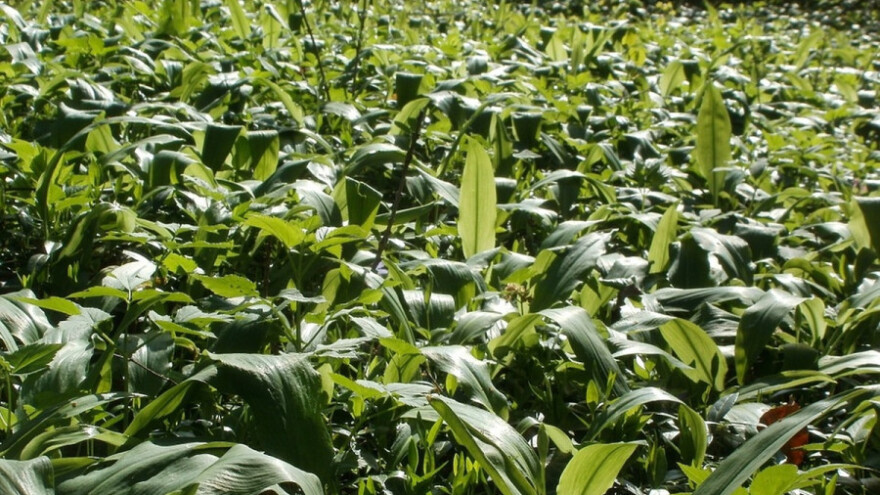 Jastrebac - planina divljeg luka