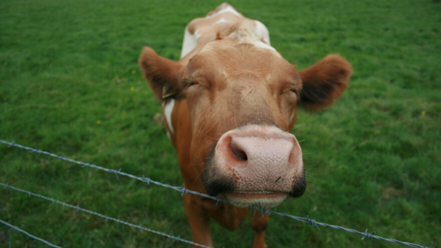 Što goveda čini sretnima?