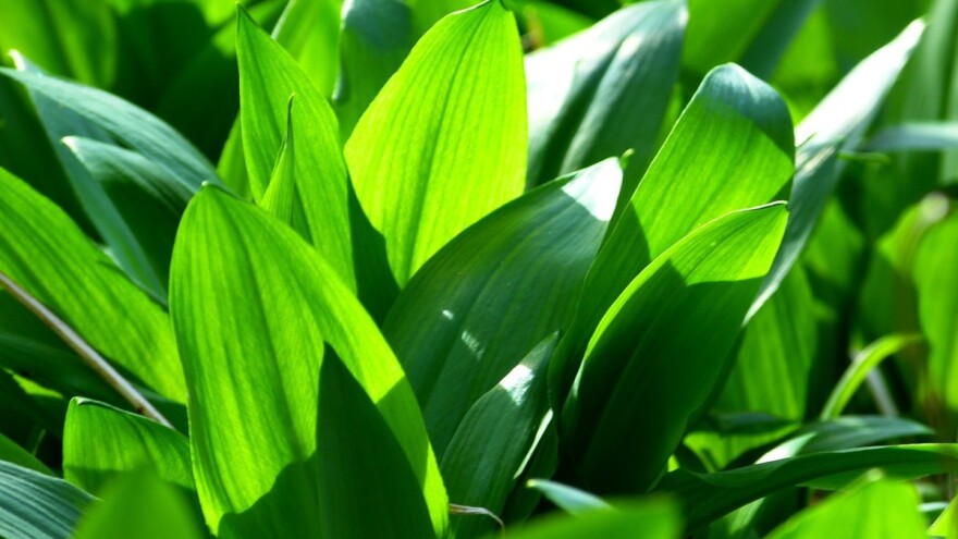 Sve veći interes za srijemušem - u Austriji ga uzgajaju