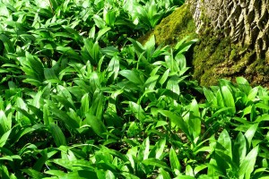 Srijemuš možete uzgojiti i u vrtu, a kod branja budite jako oprezni!