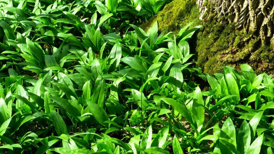 Srijemuš možete uzgojiti i u bašči, a kod branja budite jako oprezni!