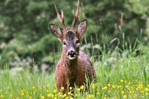 Turističko - edukacijski centar Fauna