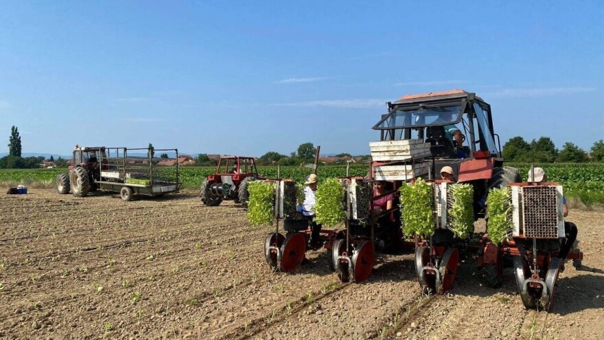 Raste otkupna cijena duhana, moguće i povećanje površina pod ovom kulturom