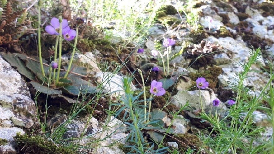 Koje značenje nosi cvet ramonda?