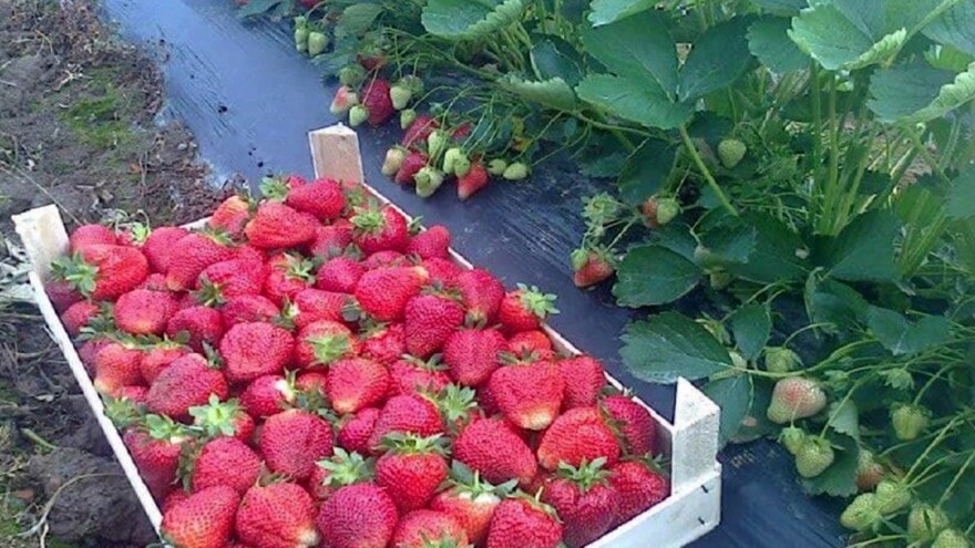 Niska cena jagoda zahteva smanjenje troškova na minimum