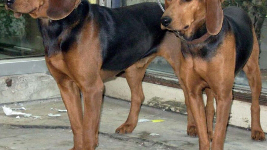 Živahan, temperamentan i pouzdan pas