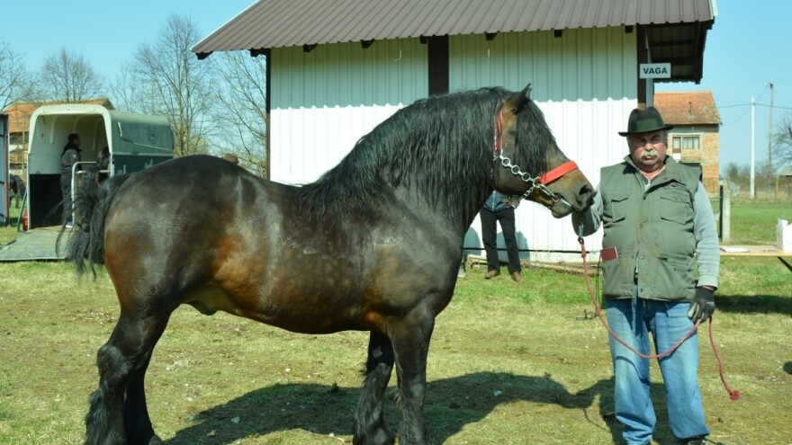 23 pastuha hrvatskog posavca ocijenjena klasom A