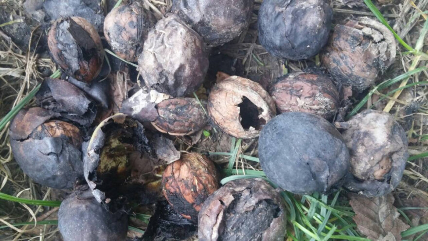 Zbog orahove muhe ove godine skupljaju - ništa!