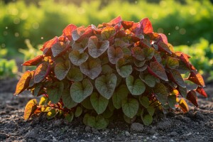 Šta treba znati o gajenju domaće lobode?