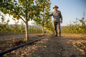 Šta zahteva uspešna voćarska proizvodnja?