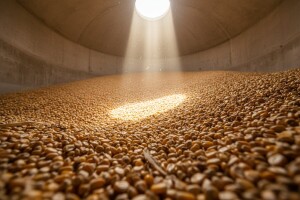 Stabilizovala se cena kukuruza