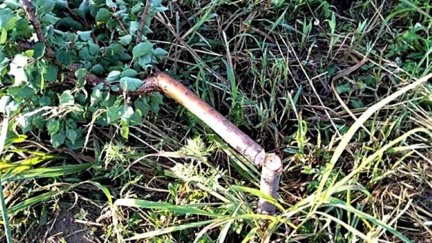 Petkovićima posekli 280 stabala kajsije - počinioci nepoznati