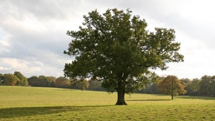 Manja proizvodnja drva