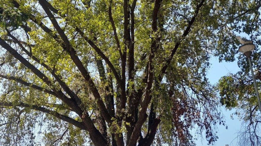 Masovno sušenje crnike u Puli, stabla spašavaju endoterapijom