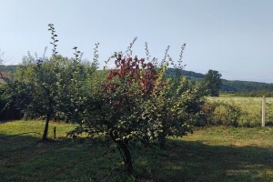 Grane savijene poput štapa, dunje pod sluzi: Ova bolest ubija stabla