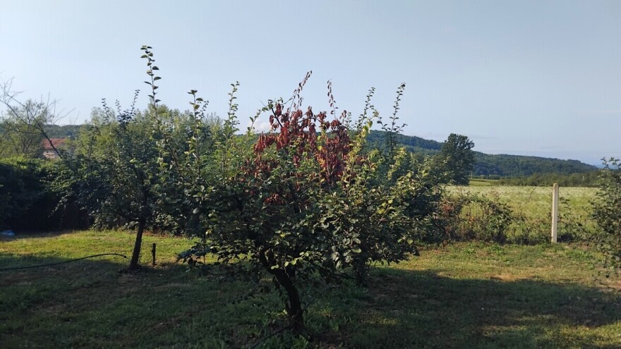 Grane savijene poput štapa, dunje pod sluzi: Ova bolest ubija stabla