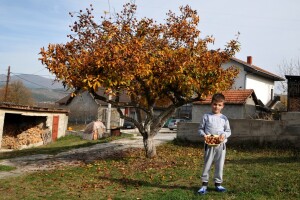 Mušmula od 36 godina daje i do 50 kg ploda, a u njenoj krošnji igraju se djeca
