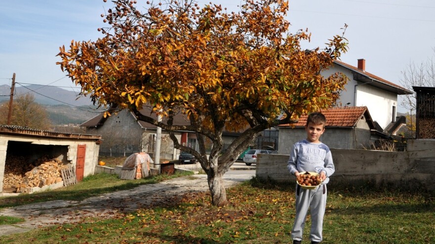 Mušmula od 36 godina daje i do 50 kg ploda, a u njenoj krošnji igraju se djeca