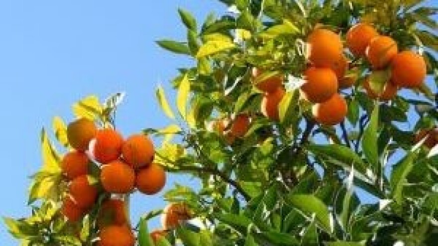 9. Savjetovanje hrvatskih voćara u Splitu