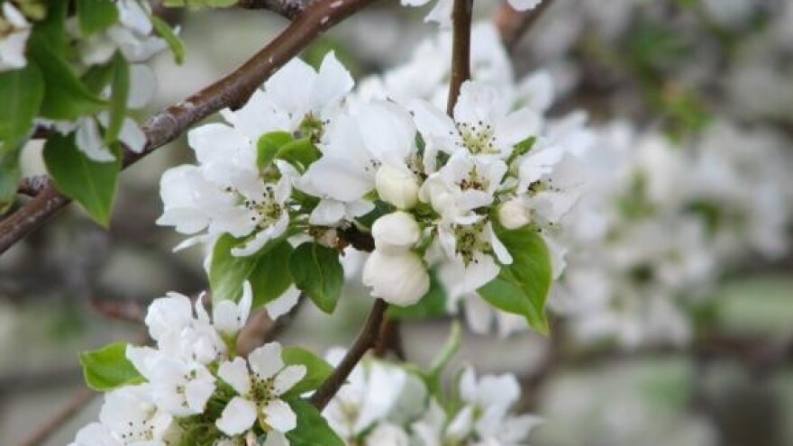 Palež cvijeta i sušenje grančica koštičavog voća