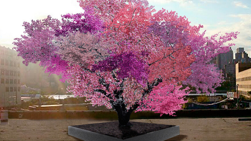 Jedno stablo, a 40 voćnih vrsta!