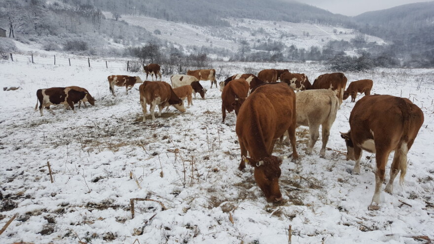 Sve manje omladine u selima oko Banjaluke - stariji zbog podsticaja prešli na sistem krava-tele