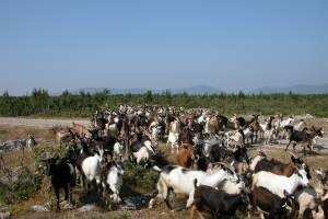Priča o kozaru Kamešnice - Juri Runji