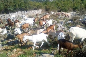 Milan Knežević: Protiv poskoka, osim molitve, nema pomoći