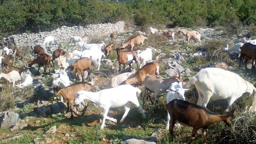 Milan Knežević: Protiv poskoka, osim molitve, nema pomoći