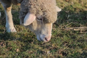 Stado braće Husić ušlo u minsko polje, nastradalo više od 20 ovaca