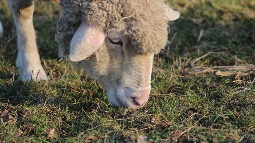 Stado ušlo u minsko polje, nastradalo više od 20 ovaca