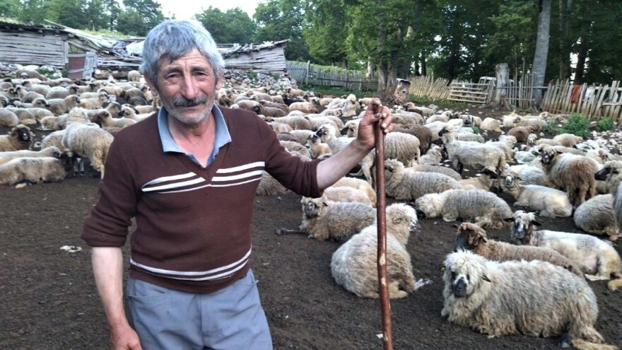Poslednji suvoplaninski pastir sa 250 ovaca i tranzistorom