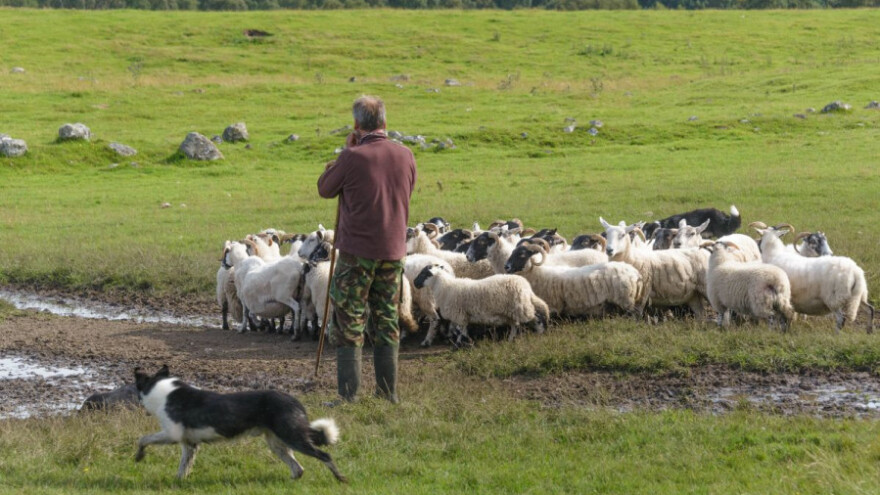Raste uzgoj ovaca u selima širom RS