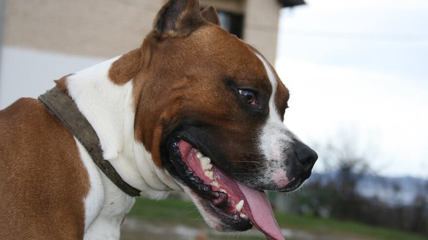 Staford: Snažni zaštitnik koji obožava svoje vlasnike