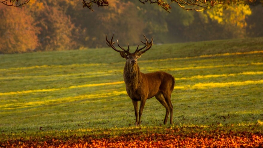 Prijedlog Pravilnika o odštetnom cjeniku