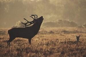 Povratak inozemnih lovaca