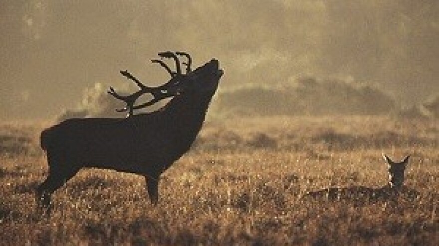 Povratak inozemnih lovaca