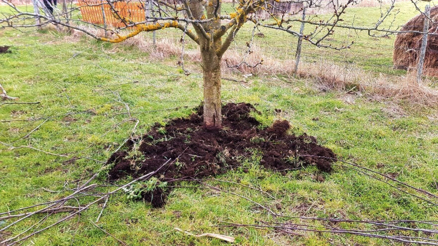 Kako, kada i koji stajnjak rasipati oko voća?